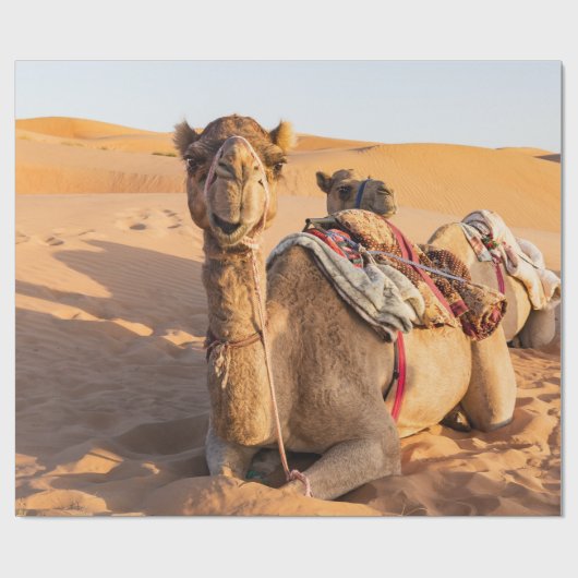 Naher Aufstieg auf Camel in der Oman-Wüste Geschenkpapier (Flach)