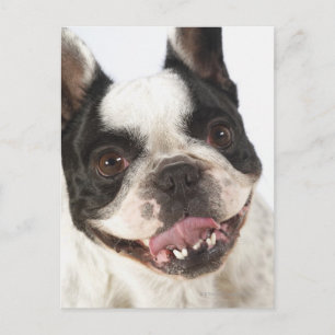 Naher Aufstieg eines Boston Terrier, der seine Postkarte