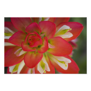 Naher Aufstieg von Indian Paint Brush bei Gay Hill Fotodruck