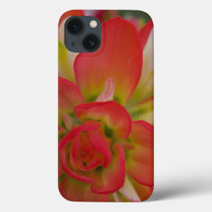 Naher Aufstieg von Indian Paint Brush in der Nähe iPhone 13 Hülle
