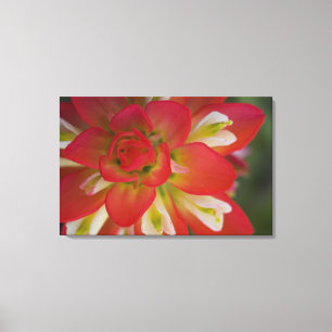 Naher Aufstieg von Indian Paint Brush in der Nähe Leinwanddruck