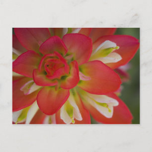Naher Aufstieg von Indian Paint Brush in der Nähe Postkarte