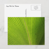 Naher Aufstieg von Palm Leaf Postkarte (Vorne/Hinten)