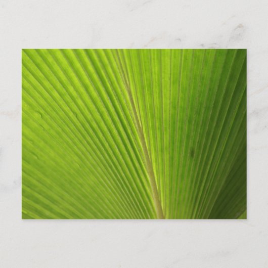 Naher Aufstieg von Palm Leaf Postkarte (Vorderseite)
