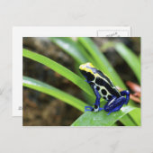 Naher Auftritt des costa-ricanischen Cobalt Dyeing Postkarte (Vorne/Hinten)