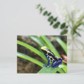 Naher Auftritt des costa-ricanischen Cobalt Dyeing Postkarte (Stehend Vorderseite)