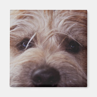 Naher Aufwärtsmagnet der Welpenseite Magnet