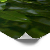 Naher Blick auf Kastanie Poster (Ecke)