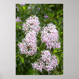 Naher Blick auf Kastanie Poster