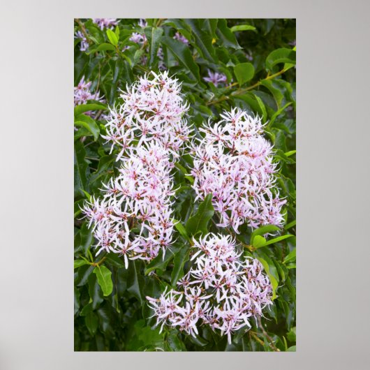 Naher Blick auf Kastanie Poster (Vorne)