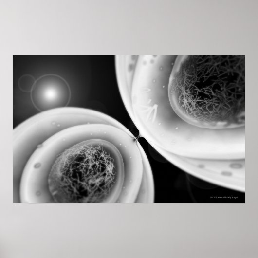 Naher Blick auf Zellteilung Poster (Vorne)