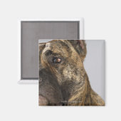 Naher Boxer Magnet (Vorderseite/Rückseite)