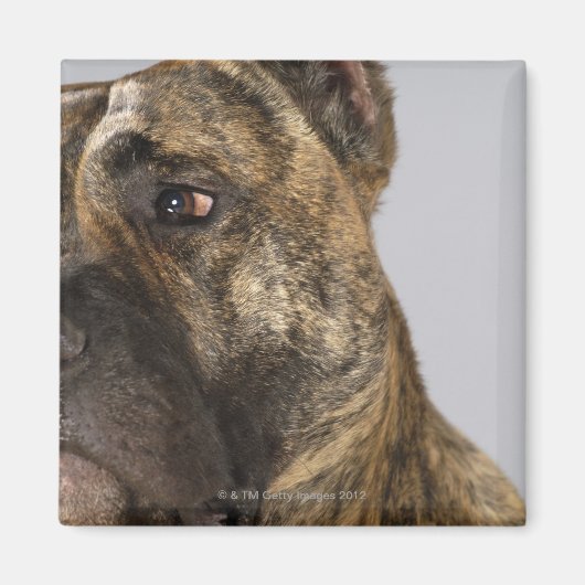 Naher Boxer Magnet (Vorne)