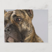 Naher Boxer Postkarte (Vorderseite)