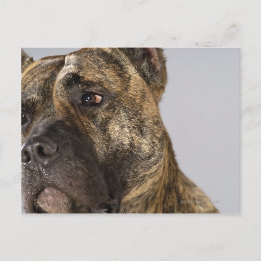 Naher Boxer Postkarte (Vorderseite)