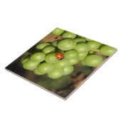 Naher Bug auf grünen Pinot Noir-Trauben Fliese (Seite)