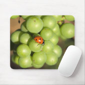 Naher Bug auf grünen Pinot Noir-Trauben Mousepad (Mit Mouse)