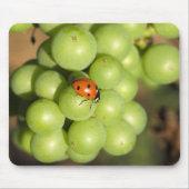 Naher Bug auf grünen Pinot Noir-Trauben Mousepad (Vorne)