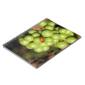 Naher Bug auf grünen Pinot Noir-Trauben Notizblock (Linke Seite)