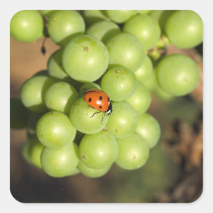 Naher Bug auf grünen Pinot Noir-Trauben Quadratischer Aufkleber