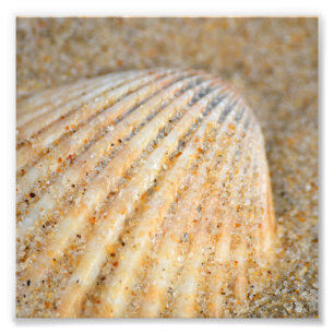Naher Cockle SeaShell im Sand am Strand Fotodruck