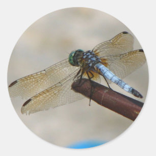 Naher Dragonfly Runder Aufkleber