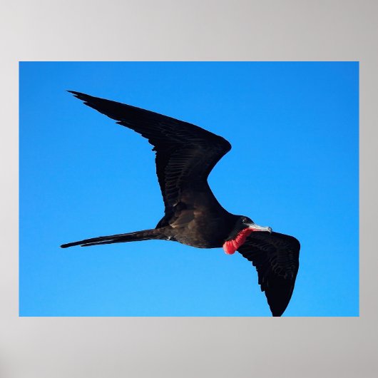 Naher Frigatebird Poster (Vorne)