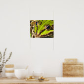 Naher Frosch Poster (Küche)