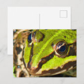Naher Frosch Postkarte (Vorne/Hinten)