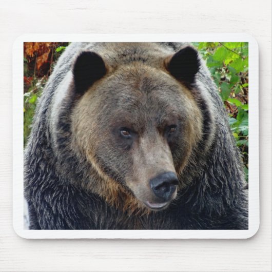 Naher Grizzly Bär Mousepad (Vorne)