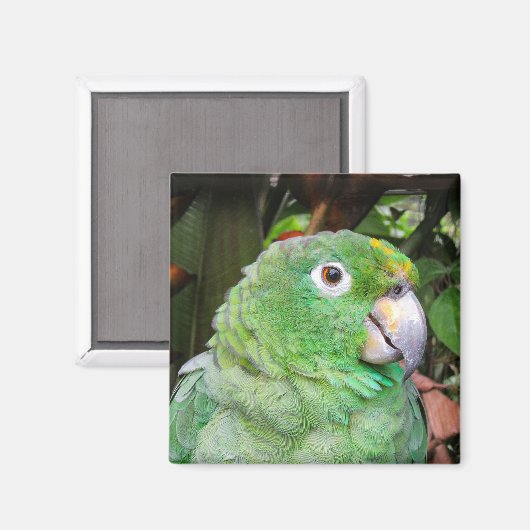 Naher Grüner Papagei Magnet (Vorderseite/Rückseite)