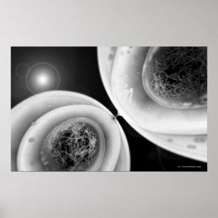 Naher hoher Blick auf Zellteilung Poster