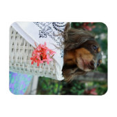 Naher Hund einer Dackel, der in einem Korb sitzt Magnet (Horizontal)