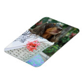 Naher Hund einer Dackel, der in einem Korb sitzt Magnet (Linke Seite)