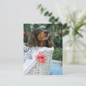 Naher Hund einer Dackel, der in einem Korb sitzt Postkarte (Stehend Vorderseite)