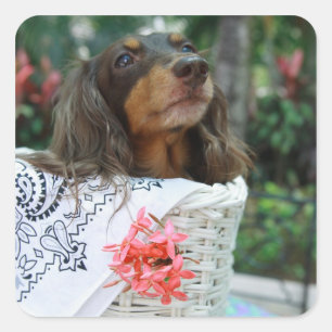 Naher Hund einer Dackel, der in einem Korb sitzt Quadratischer Aufkleber