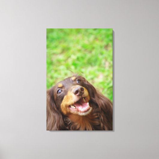 Naher Hund einer Dackel Leinwanddruck (Vorderseite)