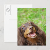 Naher Hund einer Dackel Postkarte (Vorne/Hinten)