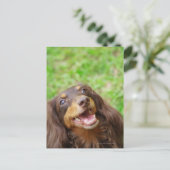 Naher Hund einer Dackel Postkarte (Stehend Vorderseite)