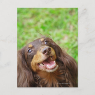 Naher Hund einer Dackel Postkarte