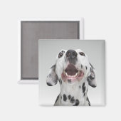 Naher Hund eines Dalmatiners Magnet (Vorderseite/Rückseite)