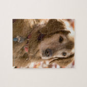 Naher Hund mit goldenem Labrador Retriever Puzzle (Horizontal)