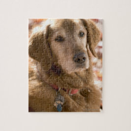 Naher Hund mit goldenem Labrador Retriever Puzzle