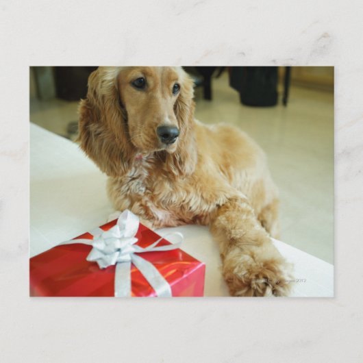 Naher Hund Postkarte (Vorderseite)
