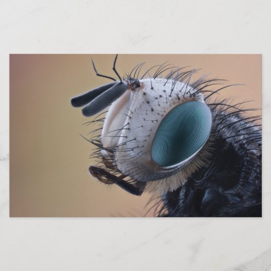 Naher Insektenkopf Briefpapier (Vorderseite)