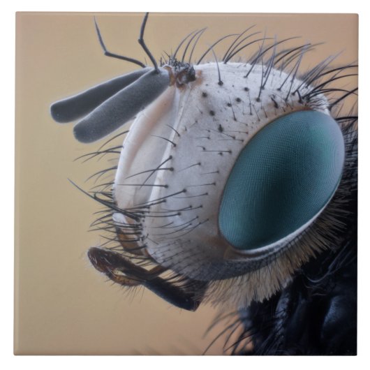 Naher Insektenkopf Fliese (Vorderseite)