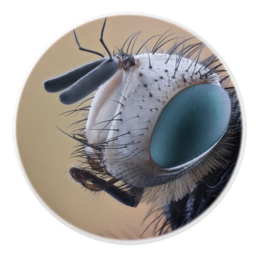 Naher Insektenkopf Keramikknauf (Vorderseite)