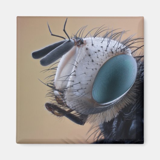 Naher Insektenkopf Magnet (Vorne)