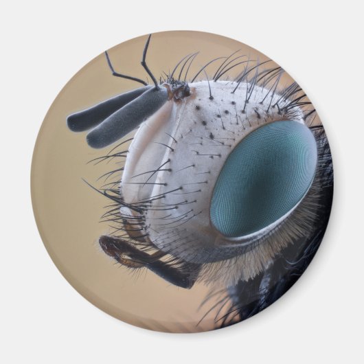 Naher Insektenkopf Magnet (Vorne)