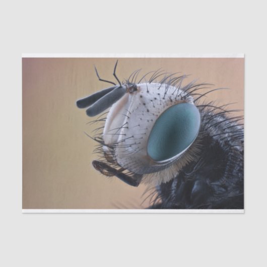 Naher Insektenkopf Seidenpapier (Vorderseite)